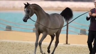 Arabic horse 🐴🐎