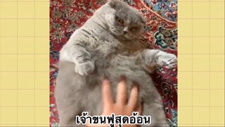 เพื่อนตัวน้อย สัตว์เลี้ยงแสนซน : เจ้าขนฟูสุดอ้อน