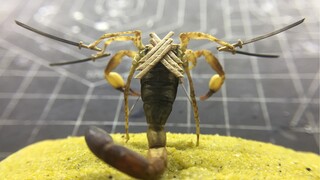[DIY]การสร้างตัวอย่างแมงป่องโรคุโทรุ