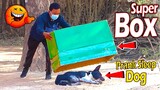 Big Box vs Real Dog Prank Very Funny With Surprise Scared Reaction - Try Not To Laugh Prank Video