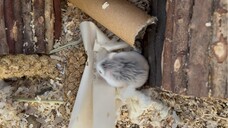 Hamster! Harvest