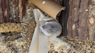 Hamster! Harvest