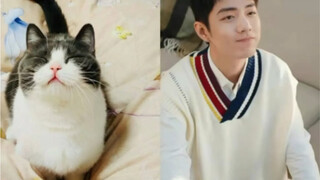 [Xiao Zhan] โอ้พระเจ้า Zhan Zhan กลายเป็นแมวใช่ไหม?