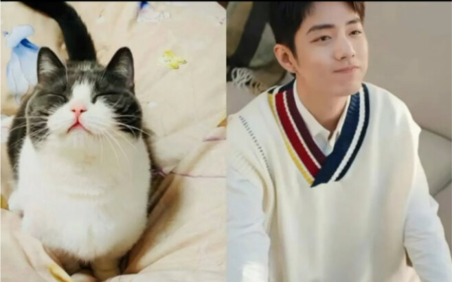 [Xiao Zhan] Ya Tuhan, Zhan Zhan berubah menjadi kucing, kan?