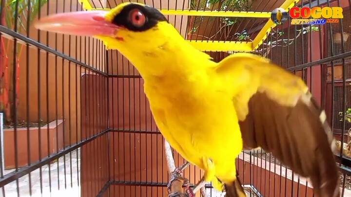 BUKTIKAN....BURUNG KEPODANG LANGSUNG RESPON❗️PANCINGAN, SUARA PIKAT DAN MASTERAN KEPODANG EMAS GACOR