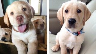 The Best Adorable Labrador Puppies 🐶 Look Forward To Seeing Them All | Cute Puppies