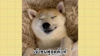 เพื่อนตัวน้อยแสนซน : เจ้าขนฟูสุดคิ้วท์