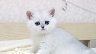 One of the Sweetest kitten in the world - Scottish Straight FABIAN | Silver Shaded | SFS 71 ns 11