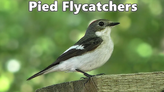 Pied Flycatchers ที่ Yarner Woods Devon UK