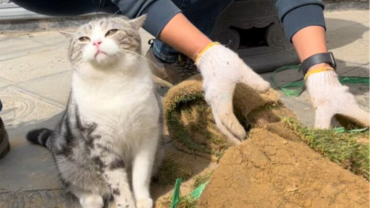 Ada 4 ekor kucing dan anak-anak di dalam rumah, sehingga halaman rumput menjadi gundul.Untungnya ada