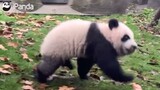 【Panda Ji Xiao】Jix Xiao Hopping Around Like a Bunny