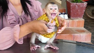 Baby Monkey Maki Crying Seizures very hungry Can't wait mom Prepare breakfast for Him When see Milk