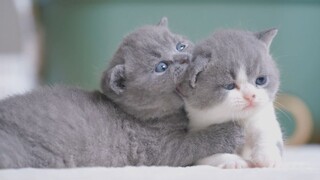 Super Cute Baby Kittens