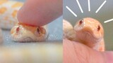 [สัตว์]ลูบงูตัวเล็กน่ารัก
