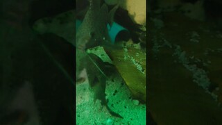 POV: My Fish Want to be on Cam || Relaxing Water Sound #shorts #fish