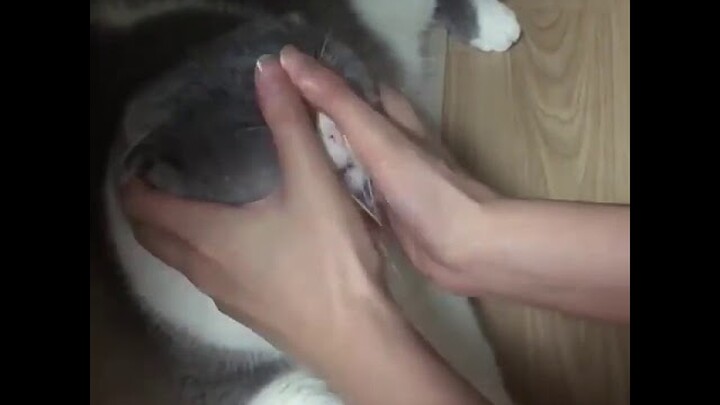 Video Lucu Hewan Kucing Cara Massage Pijat Plus Plus ke Kitty Yang Enak