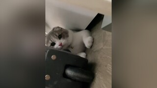 Rất là thích chơi ú oà nhaa cat cutecat fyp foryou