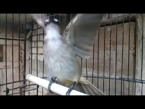 SUARA TRUCUKAN GACOR UNTUK PANCINGAN DAN MASTERAN SUARA NGALAS PAGI HARI