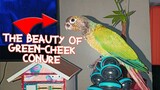 Green Cheek Conure -The Beauty Of Green Cheeked Conure