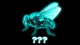 16 "Fly Buzzing sound" Sound Variations in 40 Seconds