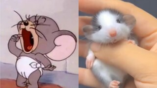 Versi tikus asli dari keponakan Jerry, Taffy! Ternyata Jerry tidak berbohong kepada kita!