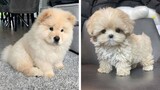 🥰The Best Adorable Puppies in The Planet Makes Your Heart Melt 🐶| Cutest Puppies