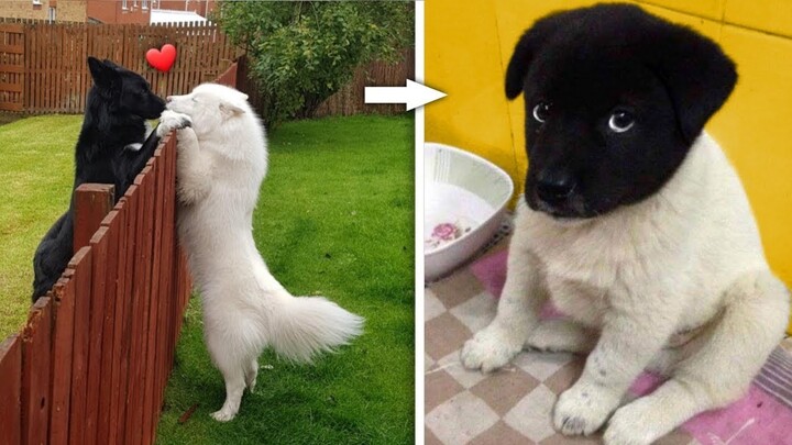 Most Cutest Pets In The World 2021 | Cute Baby Animals Doing Funny Things | Cute Puppies And Kittens - Bilibili Most Cutest Pets In The World 2021 | Cute Baby Animals Doing Funny Things | Cute Puppies And Kittens - Bilibili