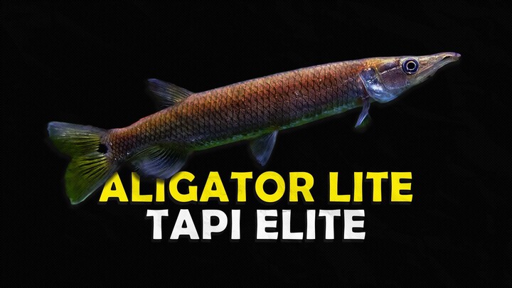ALASAN KENAPA IKAN HUJETA GAR SANGAT DIMINATI OLEH PECINTA AKUARIUM