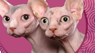 How are hairless cats bred? Why is it so popular? Is it easy to raise?