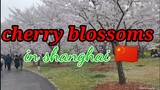 CHERRY BLOSSOMS GARDEN IN GUCUN PARK SHANGHAI || TRAVEL VLOG #amazing #shanghai #taiwan #travel