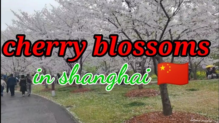 CHERRY BLOSSOMS GARDEN IN GUCUN PARK SHANGHAI || TRAVEL VLOG #amazing #shanghai #taiwan #travel