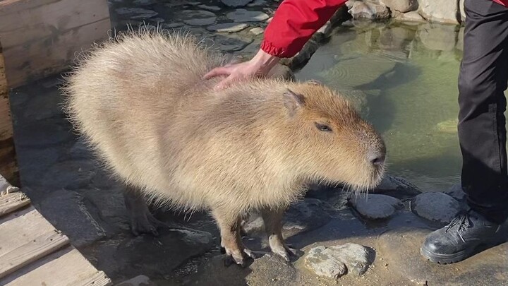 Capybaras Enjoy A Hot Spring Bath