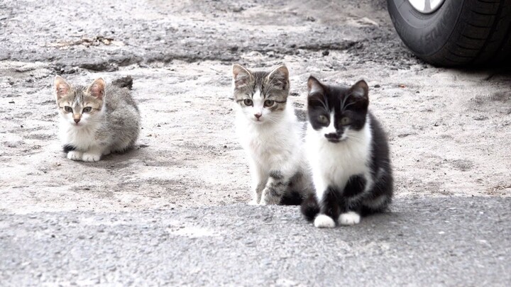 Three kittens desperately waiting for some food