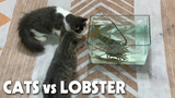 แมว vs กุ้งมังกร