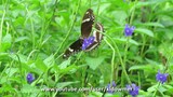 GREAT EGGFLY BUTTERFLY Singapore