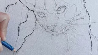 cat