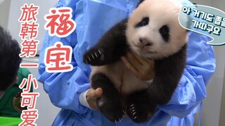 旅韩第一小可爱福宝，韩网猫粉：熊猫宝宝是人类的天敌，可爱到心脏病发作风险高一百倍~