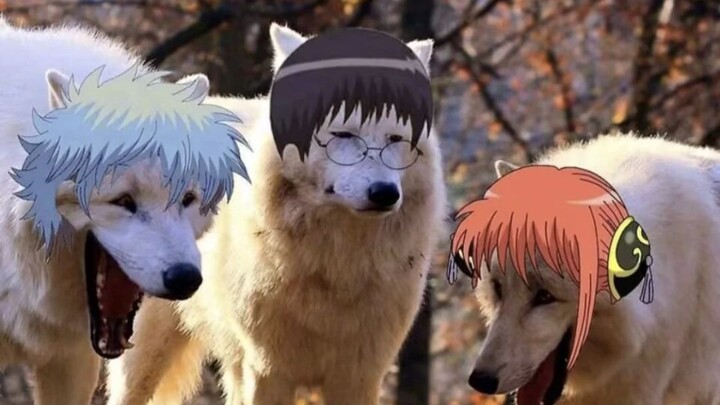 (Memes Collection) Gintama every episode be like: