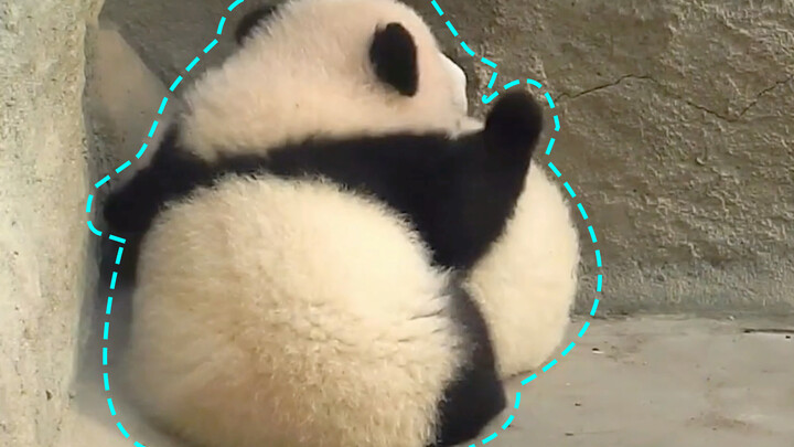 #Kerinduan Panda#Jangan masuk angin, aku peluk biar tidak dingin~~~