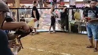 battle of the bockyard