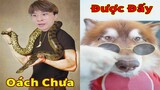 Thú Cưng TV | Ngáo Husky Troll Bố Dương KC #53 | chó thông minh vui nhộn | funny cute smart dog Pets