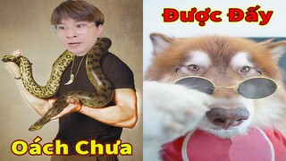 Thú Cưng TV | Ngáo Husky Troll Bố Dương KC #53 | chó thông minh vui nhộn | funny cute smart dog Pets