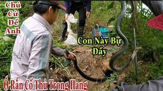 Cùng Team Săn Bắt Ẩm Thực Vùng Cao Trạm Trán Ổ Rắn Khủng Đang Cố Thủ ,Trần Thạch Vlogs,Sinh 09