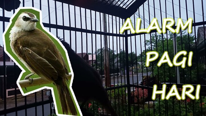 Trucuk Ini Seperti Alarm di Pagi Hari Suara trucukan ropel jernih Ampuh