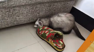 [Video Lucu] Musang ini jadi yang kedua, siapa berani jadi pertama?