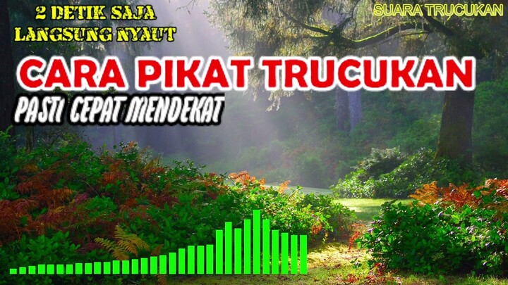 Cara Pikat Trucukan dengan Cara Putar Video Ini Trucuk Langsung Mendekat