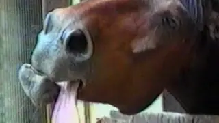 Funny Animal Videos - Funny Horse Bloopers : Best Fails of April 2011