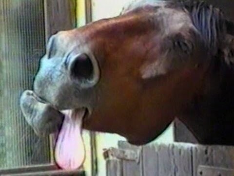 Funny Animal Videos - Funny Horse Bloopers : Best Fails of April 2011