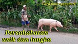 Virall unik persahabatan manusia dengan hewan babi