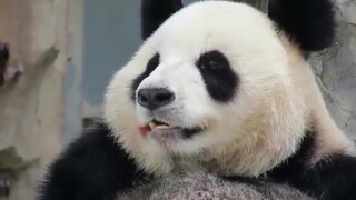 Panda: Cuaca ini, sangat menyebalkan buat panda!